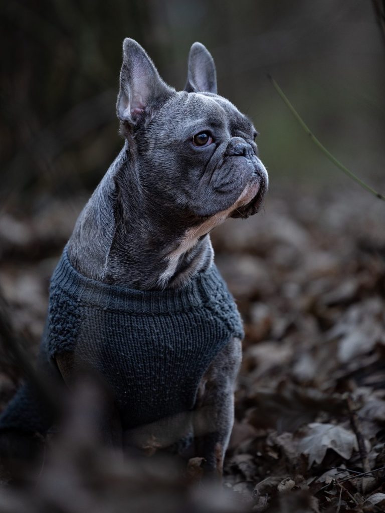 Hunde Fotograf Hamburg